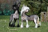 CHIEN NU CHINOIS 015